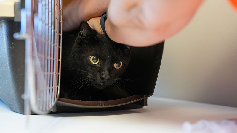 A black cat in a carrier receives a shot