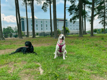 Two dogs enjoying the new dog park in Benson