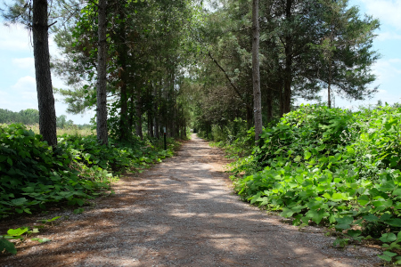 Looking down Walnut Hill Way, at the crossroads of two other trails.