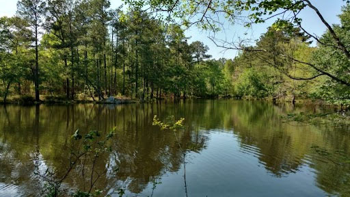 a North Carolina river surrounded by forest