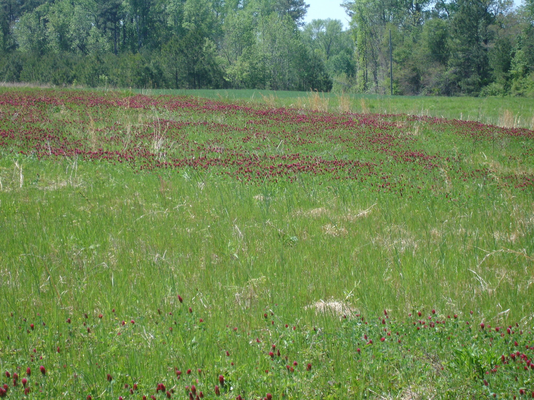 Image of Red Clover Cover 