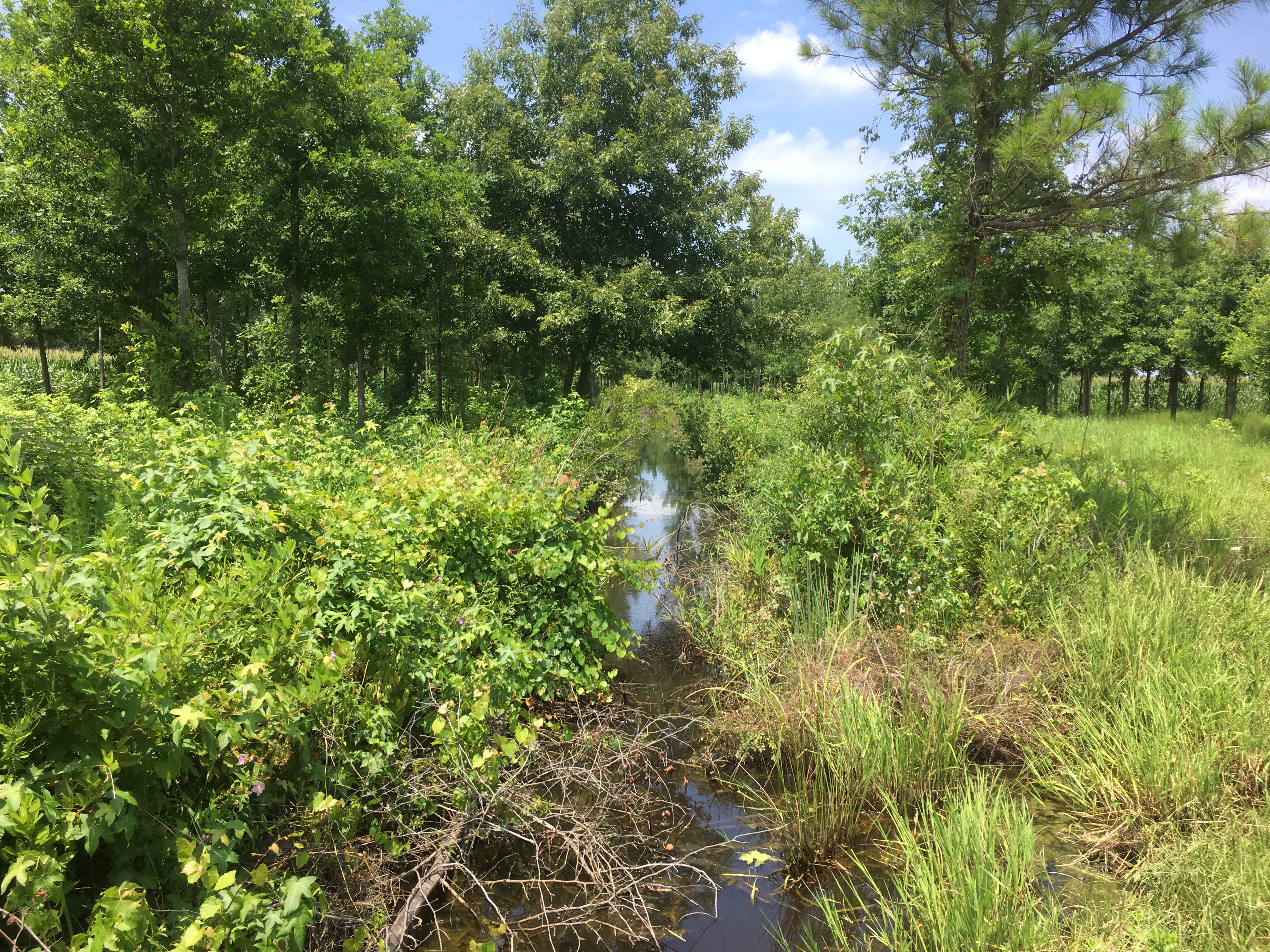 Image of Buffer Riparian Buffer